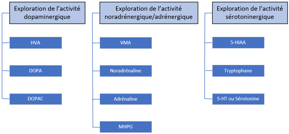 biologies-neurotransmetteurs-2