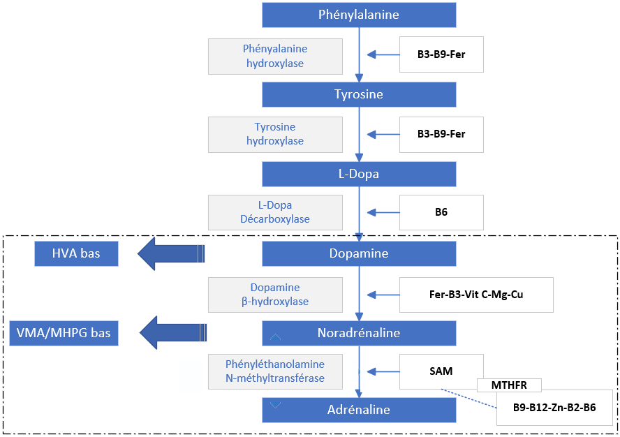 biologies-neurotransmetteurs-4